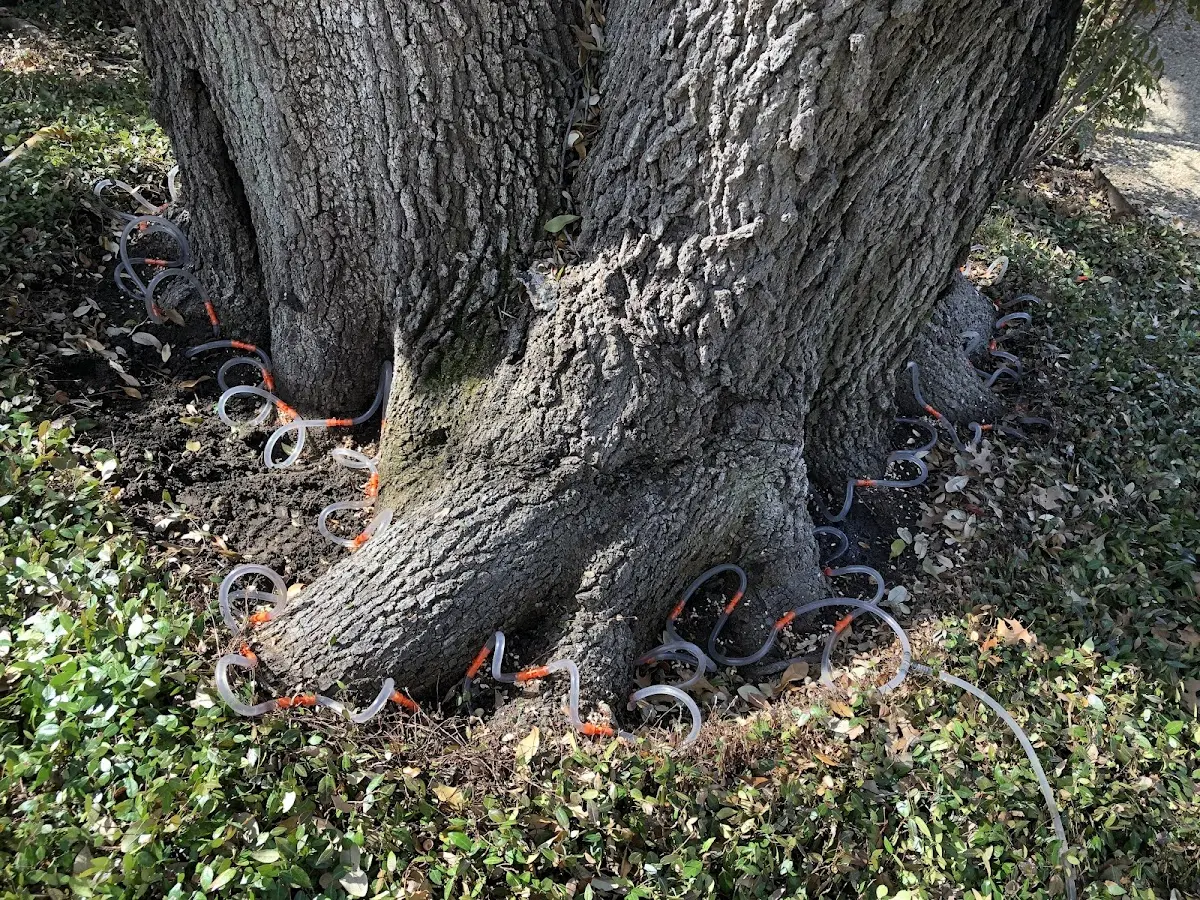Detailed Tree Cabling and Bracing job site in South Wellfleet