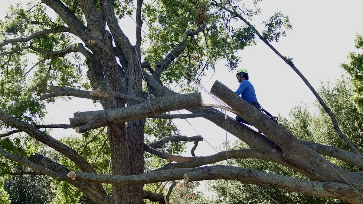 Professional Crown Thinning performed by certified arborists in South Wellfleet