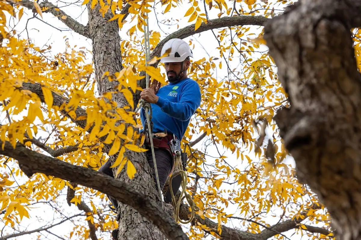 Skilled Tree Pruning crew working in South Wellfleet